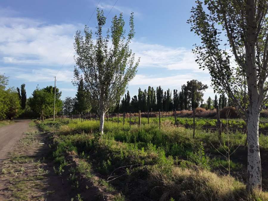 Vendo Finca 36 Hectreas. San Rafael - Campo en Venta en San Rafael con Mixto y 36 ha - imagen 6