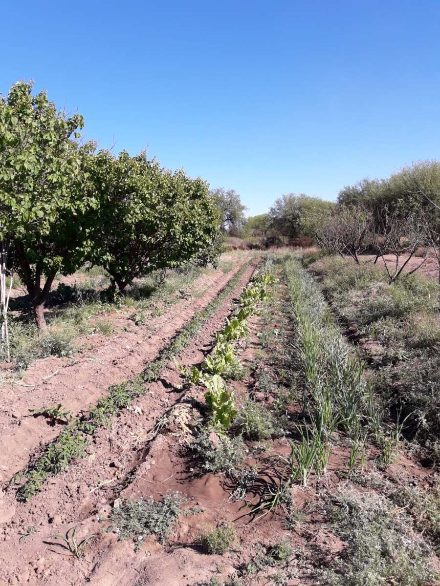 Vendo Campo Con Vivienda Principal Y Vivienda Cuidador/casero En Los Hormigueros - Campo en Venta en Córdoba con 30 ha - imagen 9