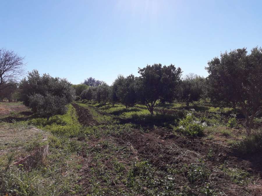 Vendo Campo Con Vivienda Principal Y Vivienda Cuidador/casero En Los Hormigueros - Campo en Venta en Córdoba con 30 ha - imagen 12