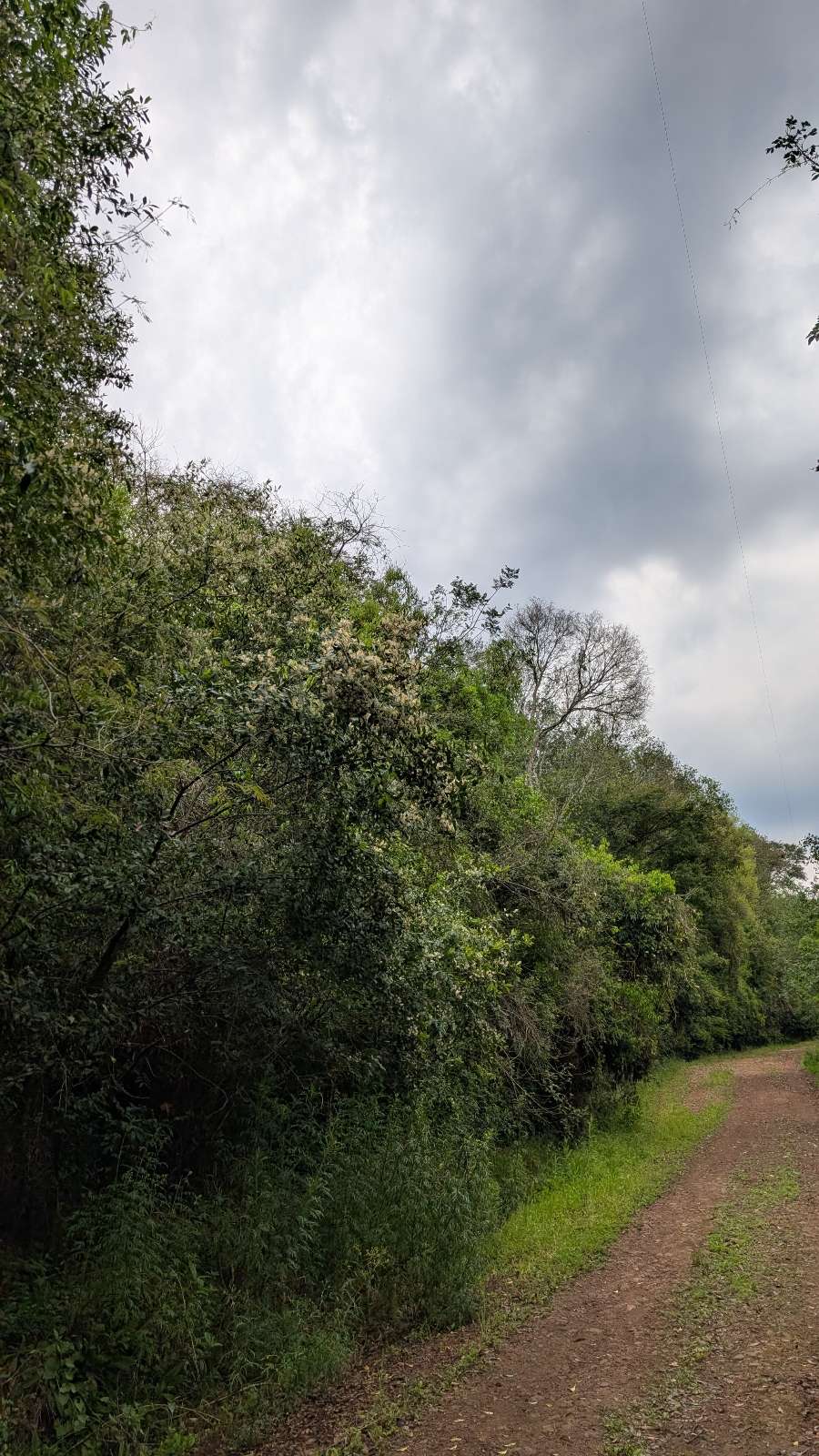 Comprar Campo en Apostoles · dueño directo · 210 ha - Imagen 3