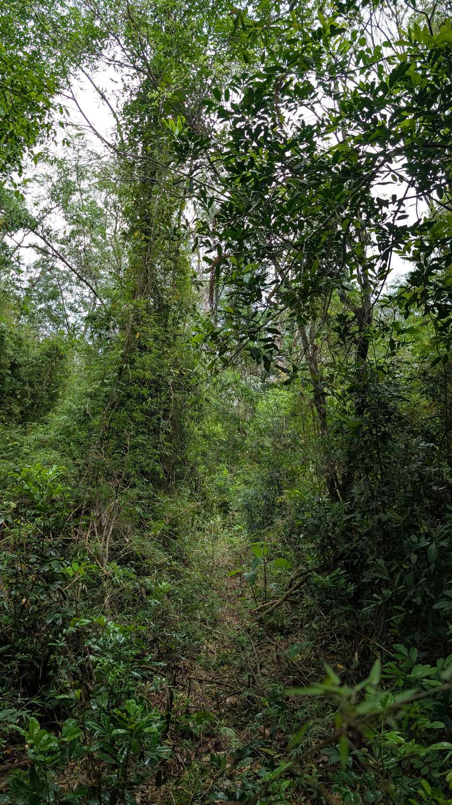 Comprar Campo en Apostoles · dueño directo · 210 ha - Imagen 4