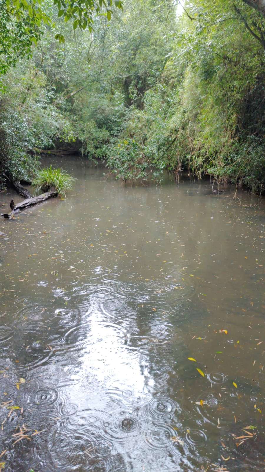 Venta De 210 Hectreas En Misiones, Argentina Monte Nativo, Agua Y Tranquilidad Absoluta - Campo en Venta en Apostoles con 210 ha - imagen 6