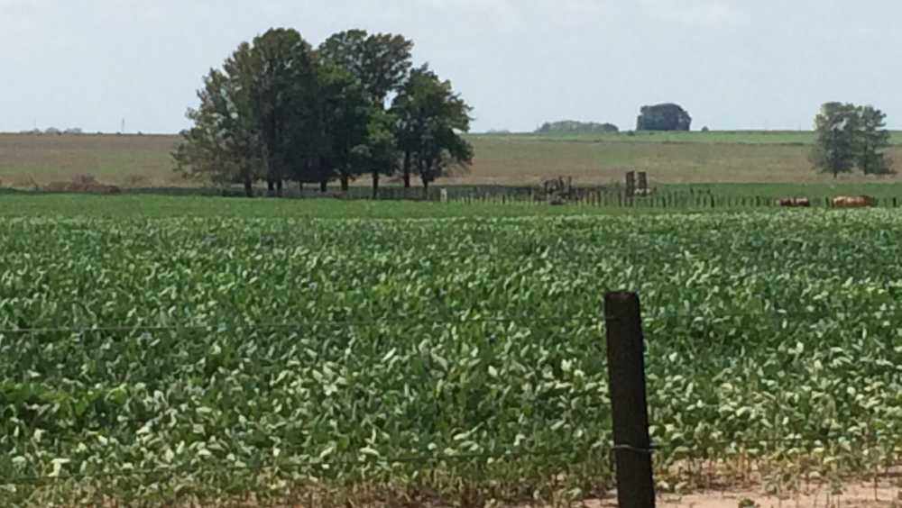163 Has Agricolas, Cap. Sarmiento (ba) - Campo en Venta en Capitan Sarmiento con Agrícola y 163 ha - imagen 8