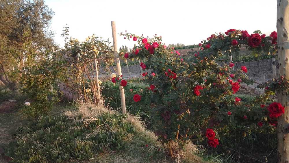 Campo en Venta en Medrano, · dueño directo · 3 ha - Imagen 1