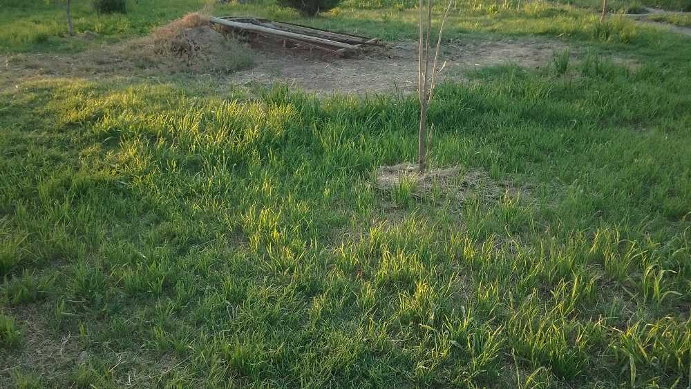 Campo en Venta en Medrano, · dueño directo · 3 ha - Imagen 2