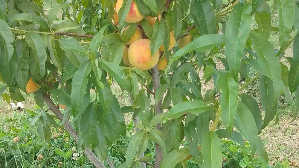 Venta de hermosa finca de 2,5 has - Imagen 5