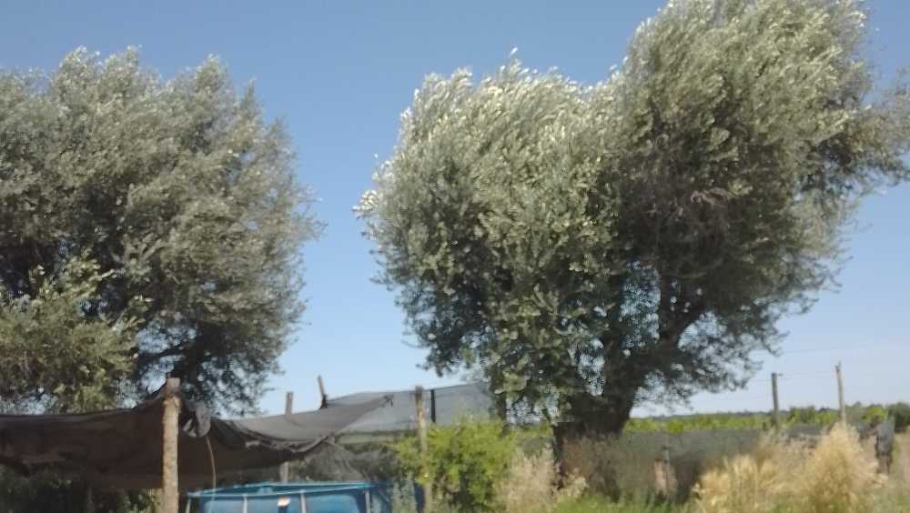 Venta De Hermosa Finca De 2,5 Has - Campo en Venta en Medrano con Recreativo y 3 ha - imagen 13