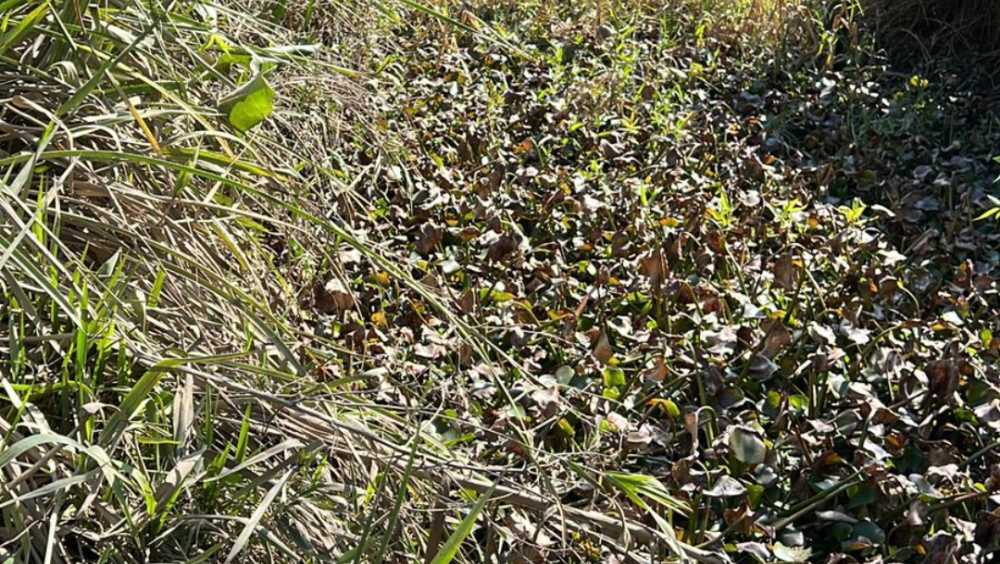 Vendo Terreno En La Isla Arroyo Chaparro - Terreno en Venta en Tigre con 20 m2 de terreno - imagen 2
