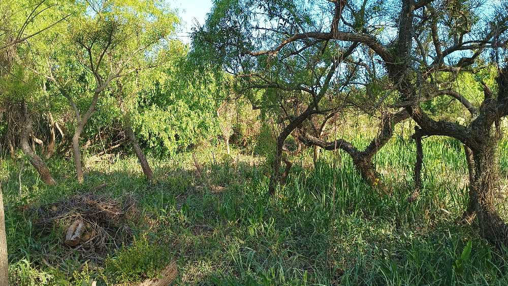Terreno en la isla arroyo mojarra tigre - Imagen 1