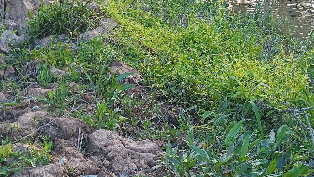 Terreno En La Isla Arroyo Mojarra Tigre - Terreno en Venta en Tigre con 20 m2 de terreno - imagen 3