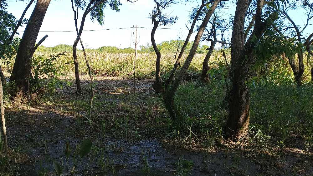 Terreno En La Isla Arroyo Mojarra Tigre - Terreno en Venta en Tigre con 20 m2 de terreno - imagen 6