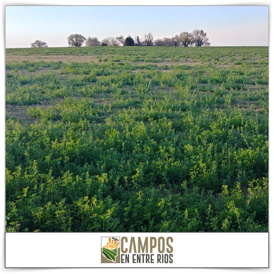 Campo AGRICOLA - GANADERO en VENTA. 39 ha. Tezanos Pinto. Paraná. Entre Rios - Imagen 2