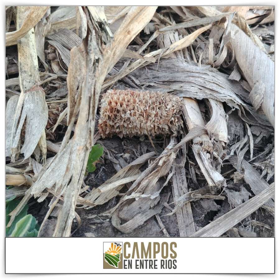Campo AGRICOLA - GANADERO en VENTA. 39 ha. Tezanos Pinto. Paraná. Entre Rios - Imagen 3