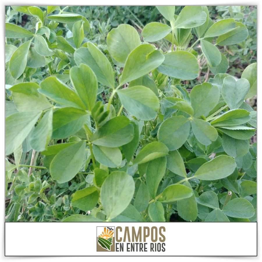 Campo AGRICOLA - GANADERO en VENTA. 39 ha. Tezanos Pinto. Paraná. Entre Rios - Imagen 4