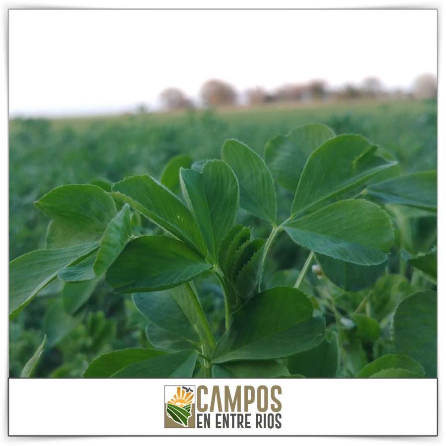 Campo AGRICOLA - GANADERO en VENTA. 39 ha. Tezanos Pinto. Paraná. Entre Rios - Imagen 5