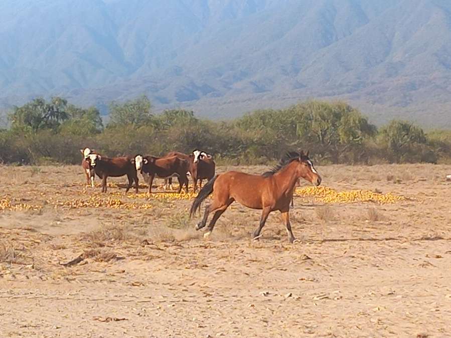 CAMPO AGRICOLA GANADERO EN CATAMARCA - Imagen 1
