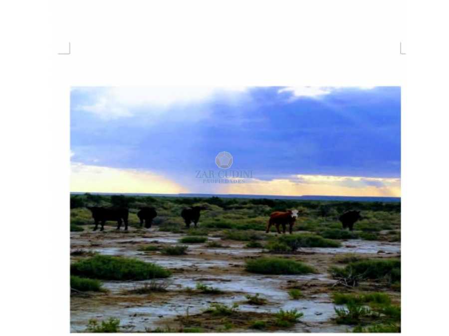VENTA CAMPO GANADERO SAN LUIS CAROLINA 281 hectareas - Imagen 1