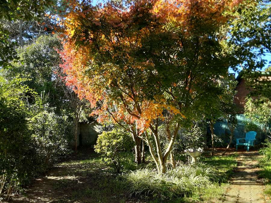 Entorno De Bosque En Zona Residencial - Casa en Venta en Villa Gesell con 3 dorm., 4 amb., 85 m2 cubiertos y 503 m2 totales - imagen 8