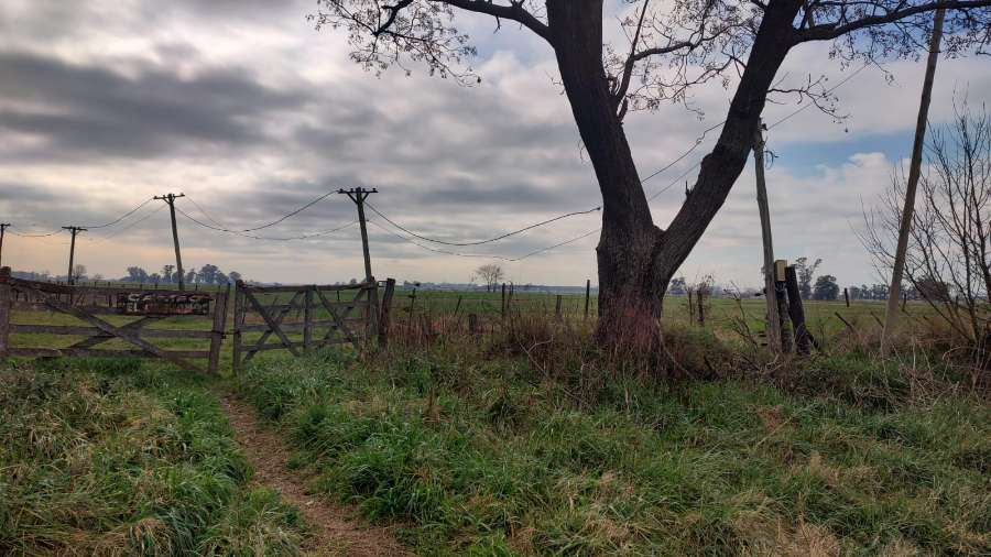 Campo en venta en Marcos Paz, Buenos Aires, 430 ha y galpón - Imagen 2