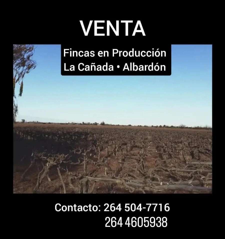 Campo en venta en La Cañada, Albardón, San Juan, una en producción - Imagen 1