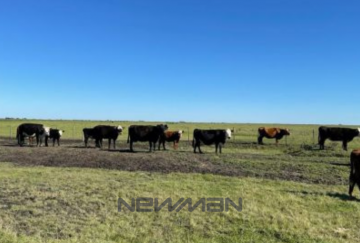 Campo en Venta en San Clemente del Tuyu con 150 ha - Imagen 5