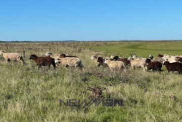 Campo en Venta en San Clemente del Tuyu con 150 ha - Imagen 4