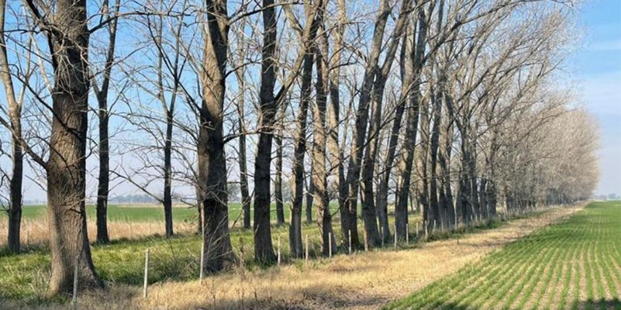 Campo en Venta en Bragado con 660 ha - imagen 6