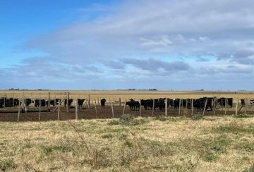 Campo en Venta en Mar de Ajo con 680 ha - Imagen 5