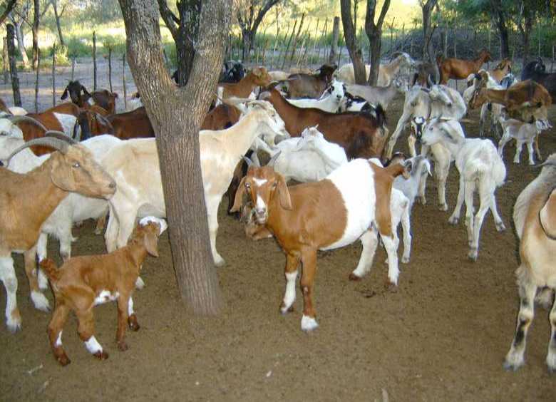 Campo en Venta en Presidencia Roque Sáenz Peña · dueño directo · 90 ha - Imagen 3