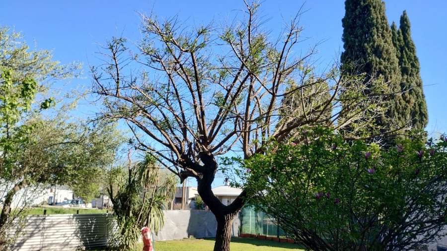 Casa En Venta En Ferr, Noroeste De Buenos Aires. - Casa en Venta en Ferre con 3 dorm., 6 amb., 150 m2 cubiertos y 960 m2 totales - imagen 15