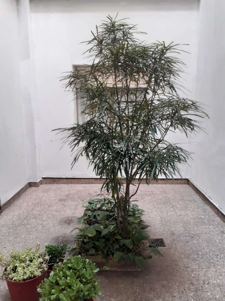 Venta De Departamento De Dos Dormitorios Con Dependencias En Planta Baja - Departamento en Venta en La Plata con 3 dorm., 3 amb. y 90 m2 cubiertos - imagen 14
