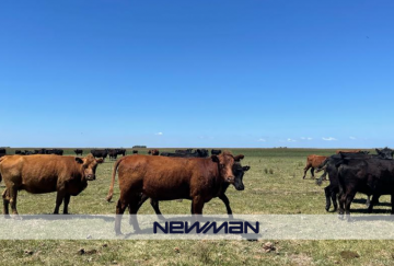 Campo en Venta en Maipu con 1.063 ha - Imagen 4