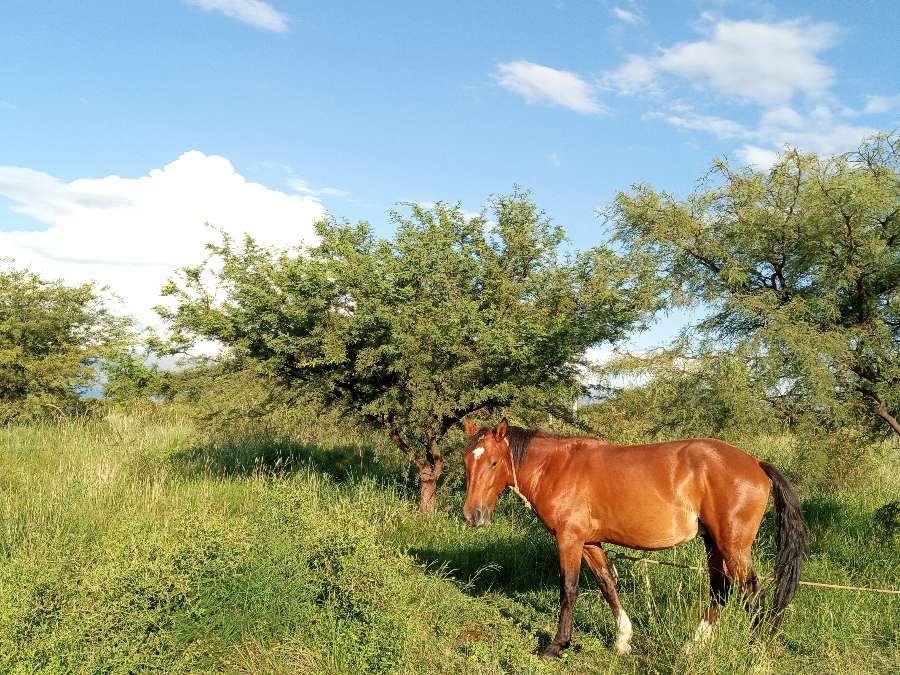 Lote en Venta Santa Rosa Del Conlara, Merlo - Imagen 8