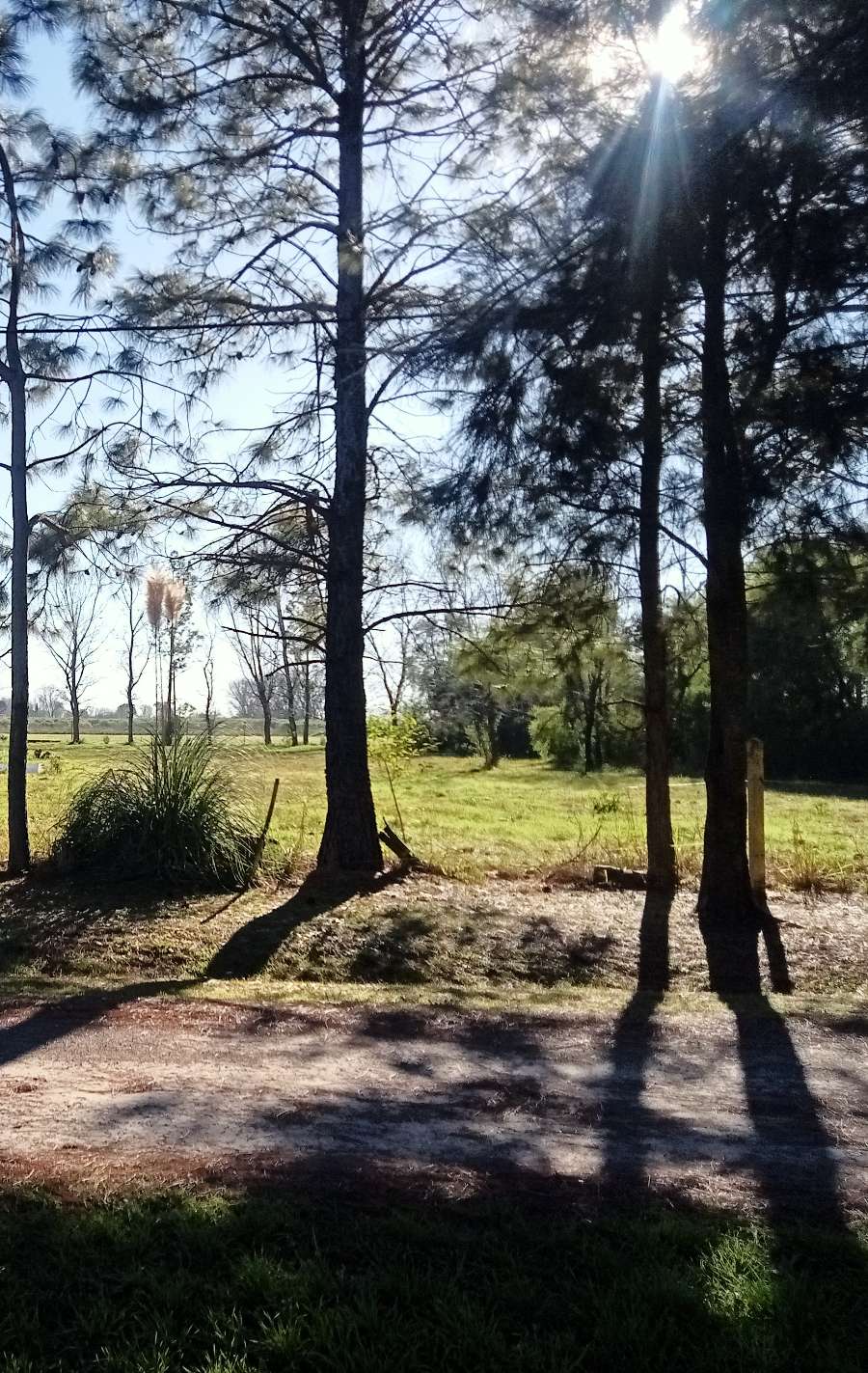 Terreno En Venta En Barrio Privado De Roldn, Santa Fe, Forestado Y Perimetrado - Terreno en Venta en Roldan con 2.500 m2 de terreno - imagen 5