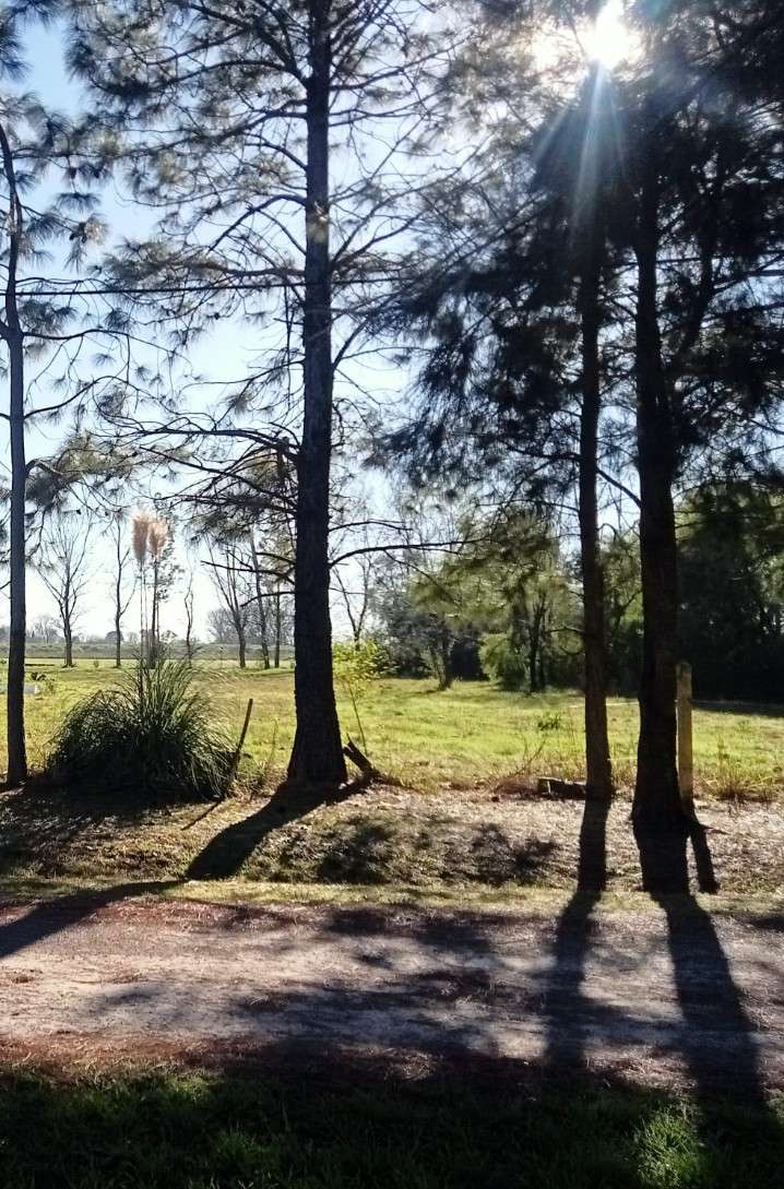Terreno En Venta En Barrio Privado De Roldn, Santa Fe, Forestado Y Perimetrado - Terreno en Venta en Roldan con 2.500 m2 de terreno - imagen 6