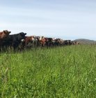 Anunciante de Campo en Venta en Uruguay con 500 ha